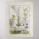 Recherche de médicaments posters Herbe