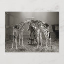 Recherche de portrait girafe cartes postales Zoo