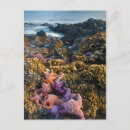 Recherche de marée basse posters Brouillard