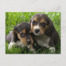 Recherche de chiot beagle cartes postales Beagles
