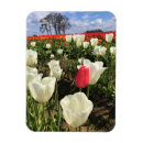 Recherche de tulipes roses magnets Nature