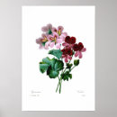 Recherche de géranium art Cru