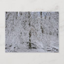 Recherche de bouleaux cartes postales Forêt