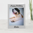 Recherche de st bernard photographie Dog