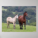 Recherche de poulain jument posters Poney