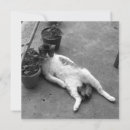 Zoek naar black cat kaarten Grappige kat