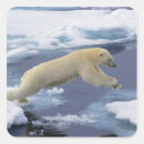 Recherche de ursus Polaire