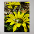 Recherche de grenouille posters Fleurs
