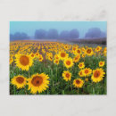 Recherche de fog cartes postales Nature