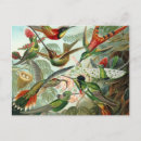 Recherche de colibri coloré cartes postales Fleurs