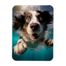 Recherche de nageant magnets Pour amateur d'animaux