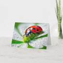 Zoek naar lieveheersbeestje verjaardagskaarten Ladybug