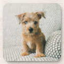 Zoek naar puppy onderzetters Schattig babydier