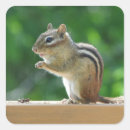 Recherche de chipmunk autocollants Nature