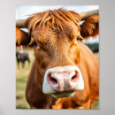 Zoek naar koe druk posters Vee