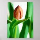 Recherche de fleurs pêche posters Vert