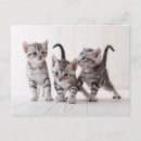 Recherche de jeu de chats cartes postales Animal