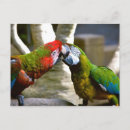 Recherche de parrot cartes postales Macaw