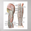 Recherche de anatomie humaine posters Médecin