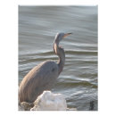 Zoek naar reiger posters Fotografie