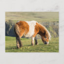 Recherche de poneys shetland cartes postales Équin