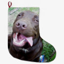 Recherche de labrador de noël chaussette de noël Animal