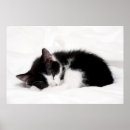 Recherche de chat se couchant posters Chaton
