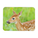 Recherche de faon magnets Faune