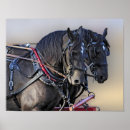 Recherche de percheron posters Chevaux