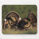 Recherche de vertébré tapis souris Faune