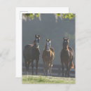 Zoek naar kwart paarden briefkaarten Ras