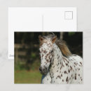 Recherche de amère cartes postales Cheval