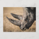 Recherche de rhinoceros cartes postales Animaux