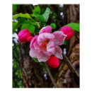 Recherche de arbre de crabapple Printemps