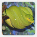 Recherche de serpent vert autocollants Balance