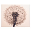 Recherche de dandelion posters Mauvaise herbe