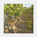 Recherche de cabernet sauvignon Bordeaux