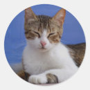 Recherche de chats autocollants Chat tigré