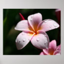 Recherche de plumeria art Fleurs hawaïennes