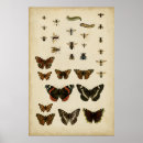 Recherche de arrière plan crème posters Insectes
