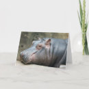 Recherche de hippopotame drôle vœux cartes Animaux