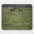 Recherche de colt tapis souris Ferme