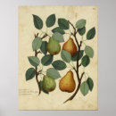 Recherche de fruit vintage posters Fruits vintages