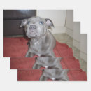 Recherche de bull terrier papier cadeau Chien