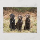 Recherche de trois animaux cartes postales Photographie