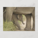 Zoek naar aziatische olifant briefkaarten Weiland