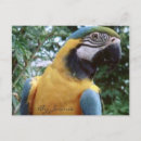 Recherche de perroquet bleu cartes postales Tropical