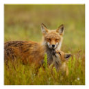 Recherche de vixen art Renards