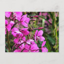 Zoek naar bee briefkaarten Roze