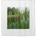Recherche de cattails Queue de chat